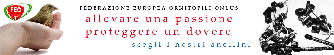 banner anellini feo